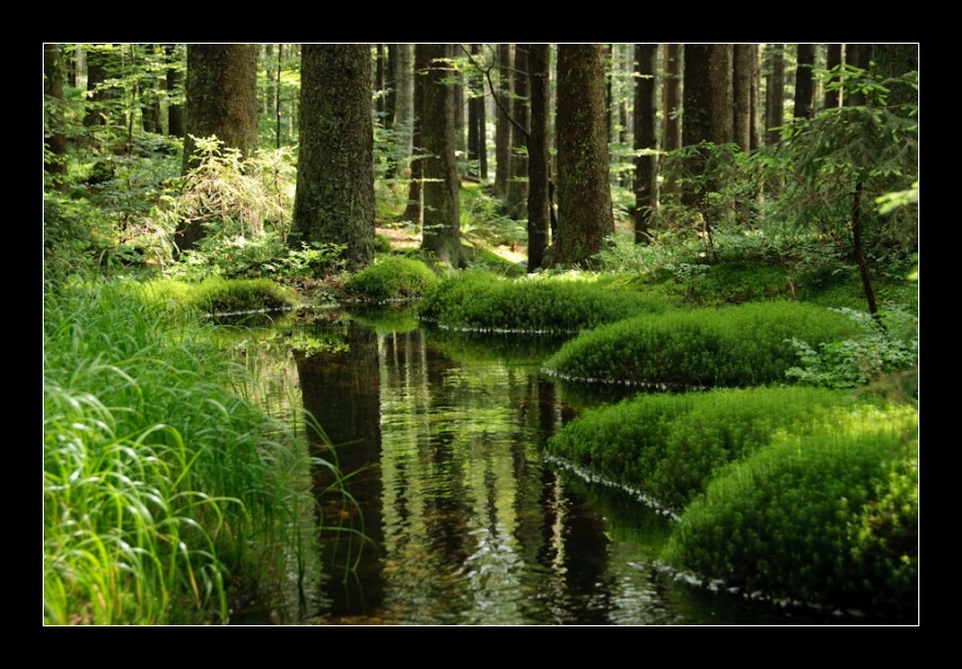 NPR Černé jezero, Šumava