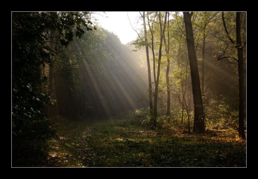 Opatovická obora, Kolín