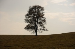 Pustý vrch, Orlické hory