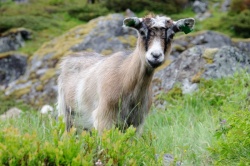 Aurland, Norsko
