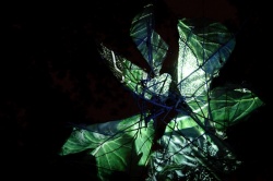 Signal festival, Praha